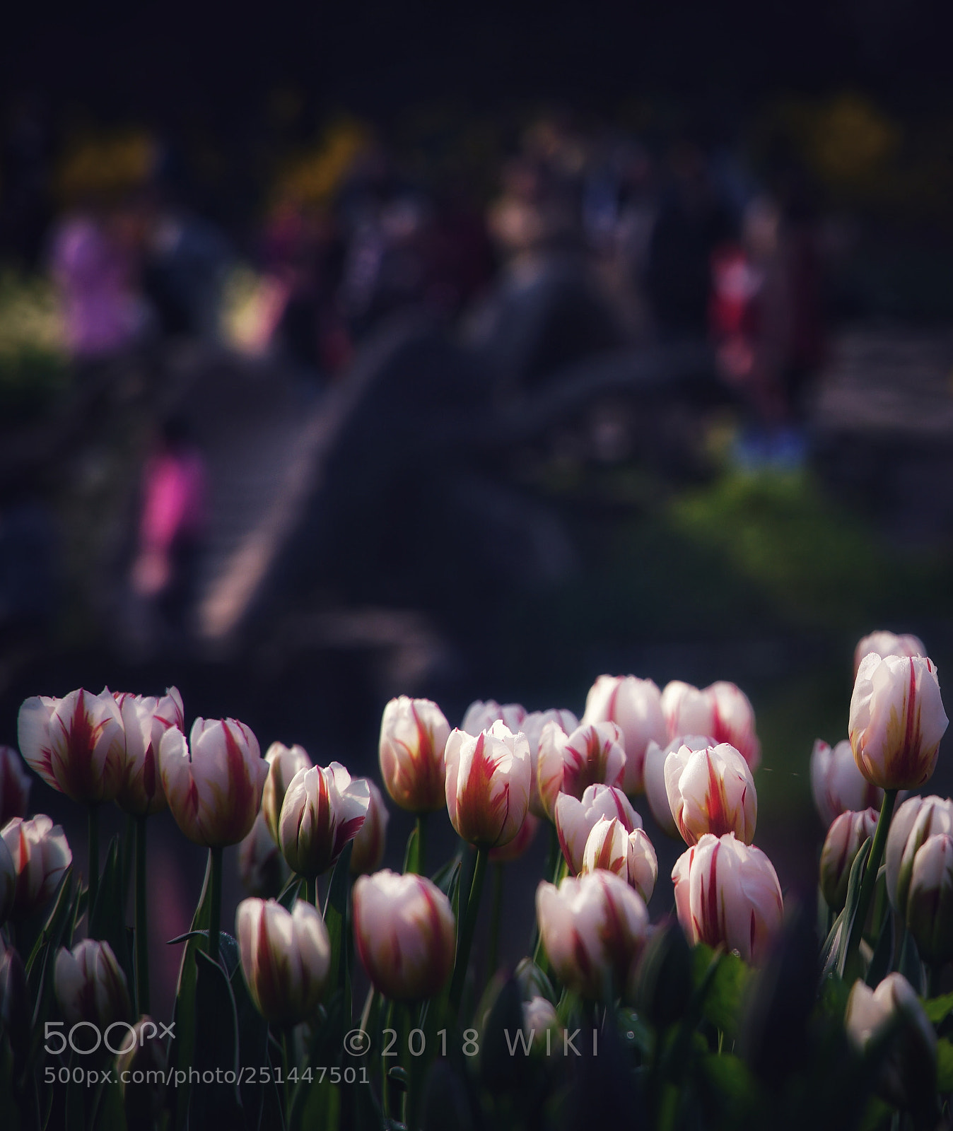 Sony a5100 sample photo. Tulip-holic photography