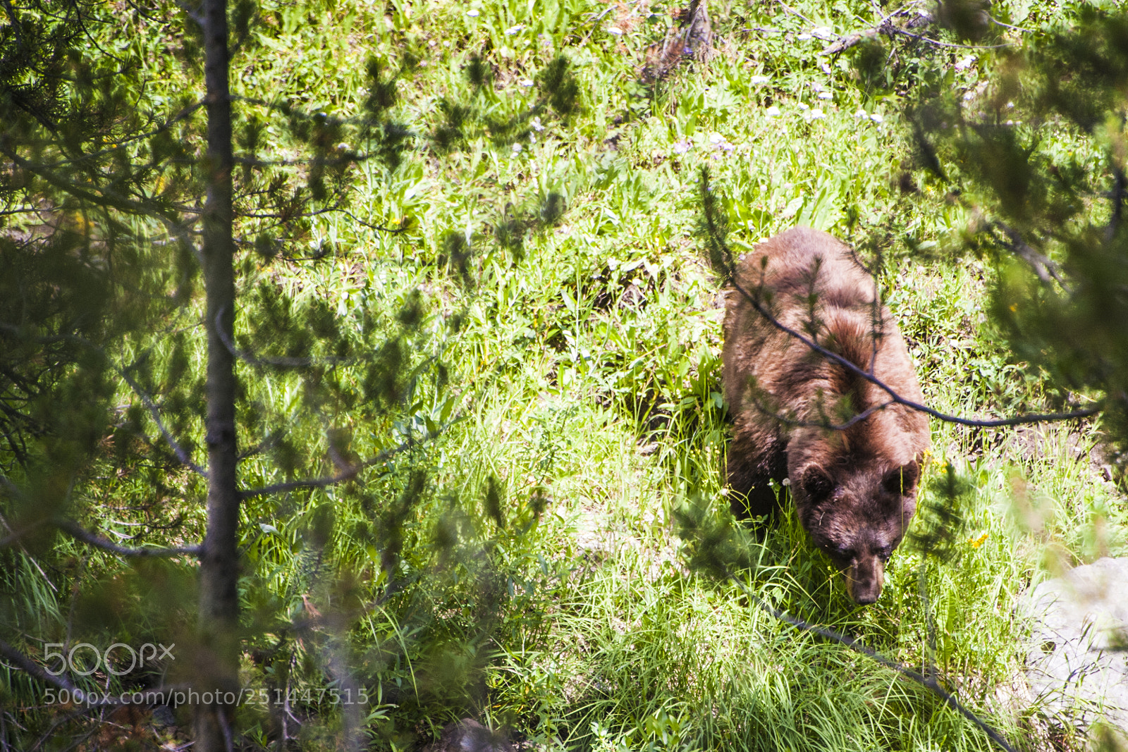Nikon D700 sample photo. Grizzly bear, yellowstone national photography