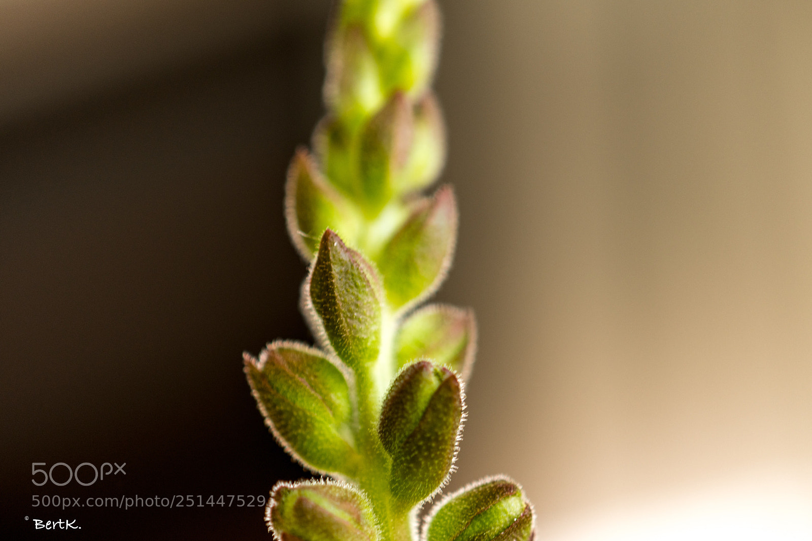 Nikon D500 sample photo. Flower buds photography