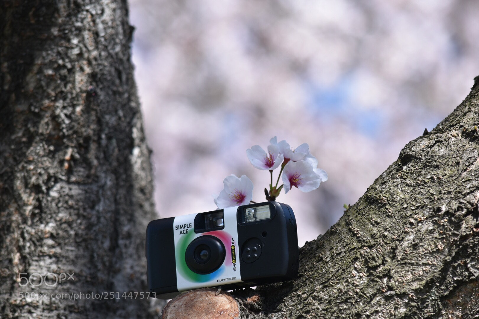 Nikon D5500 sample photo. Untitled photography