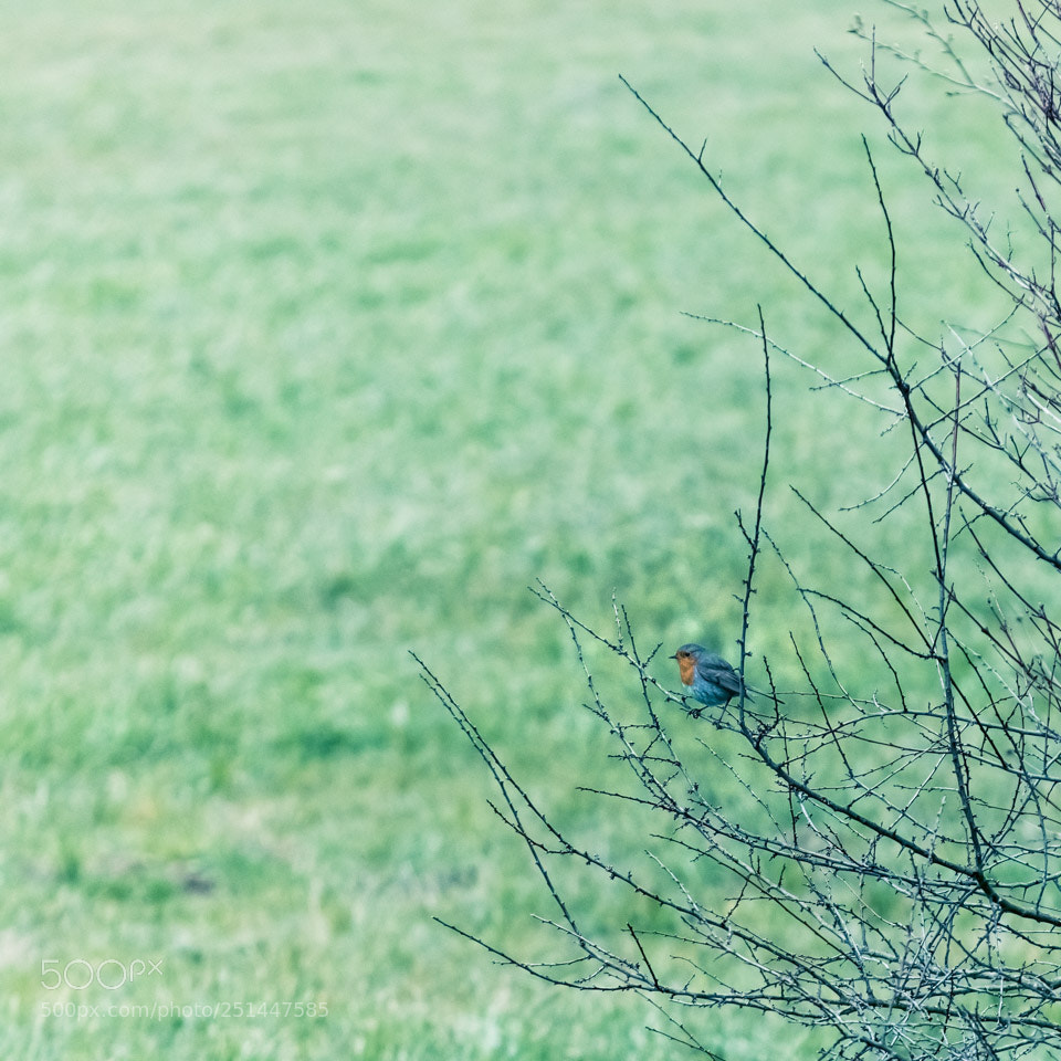 Nikon D5500 sample photo. Envole-toi petit rouge-gorge photography