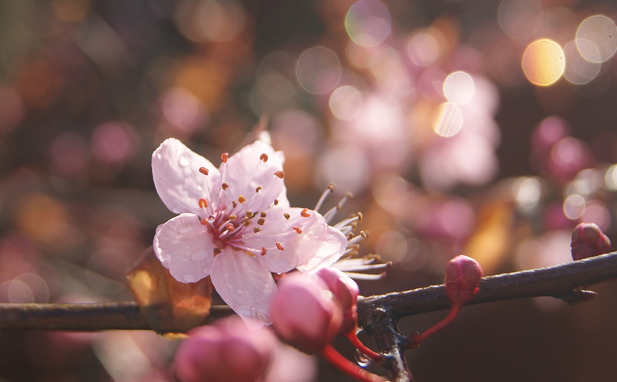 Sony Alpha DSLR-A380 sample photo. Spring rain & bokeh ... (2) photography