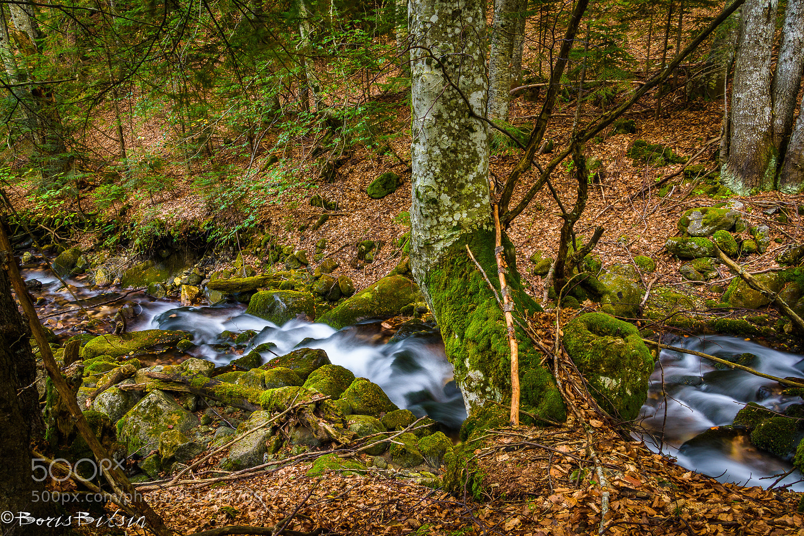 Nikon D7200 sample photo. Forest walk photography