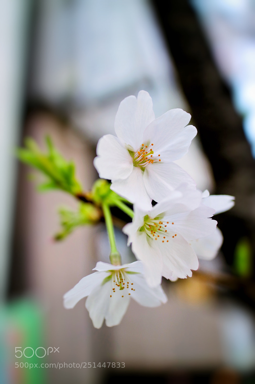 Canon EOS M3 sample photo. Cherry blossoms 2018 -  02 photography