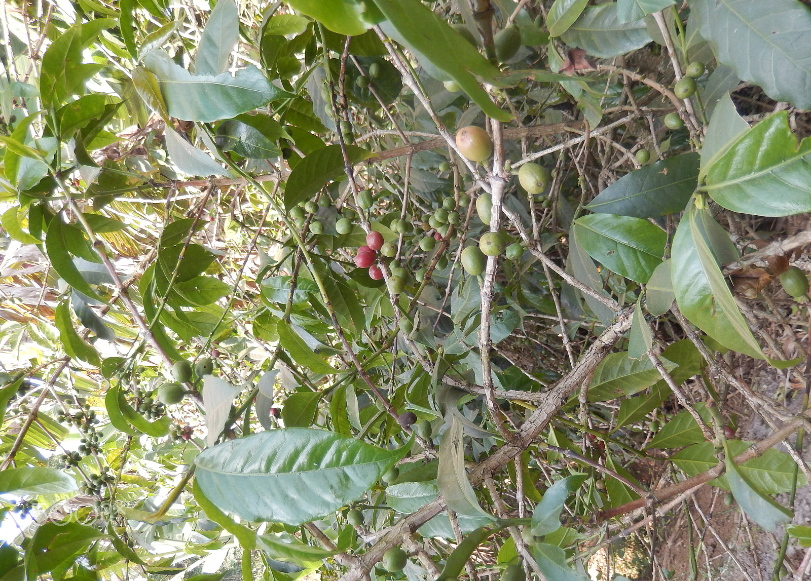 Nikon Coolpix S9500 sample photo. Arabica coffee plant with fruits photography