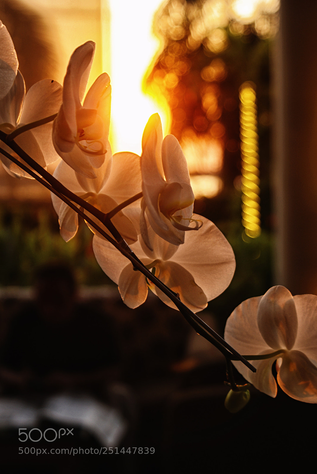 Sony Alpha DSLR-A200 sample photo. Sun and flower photography