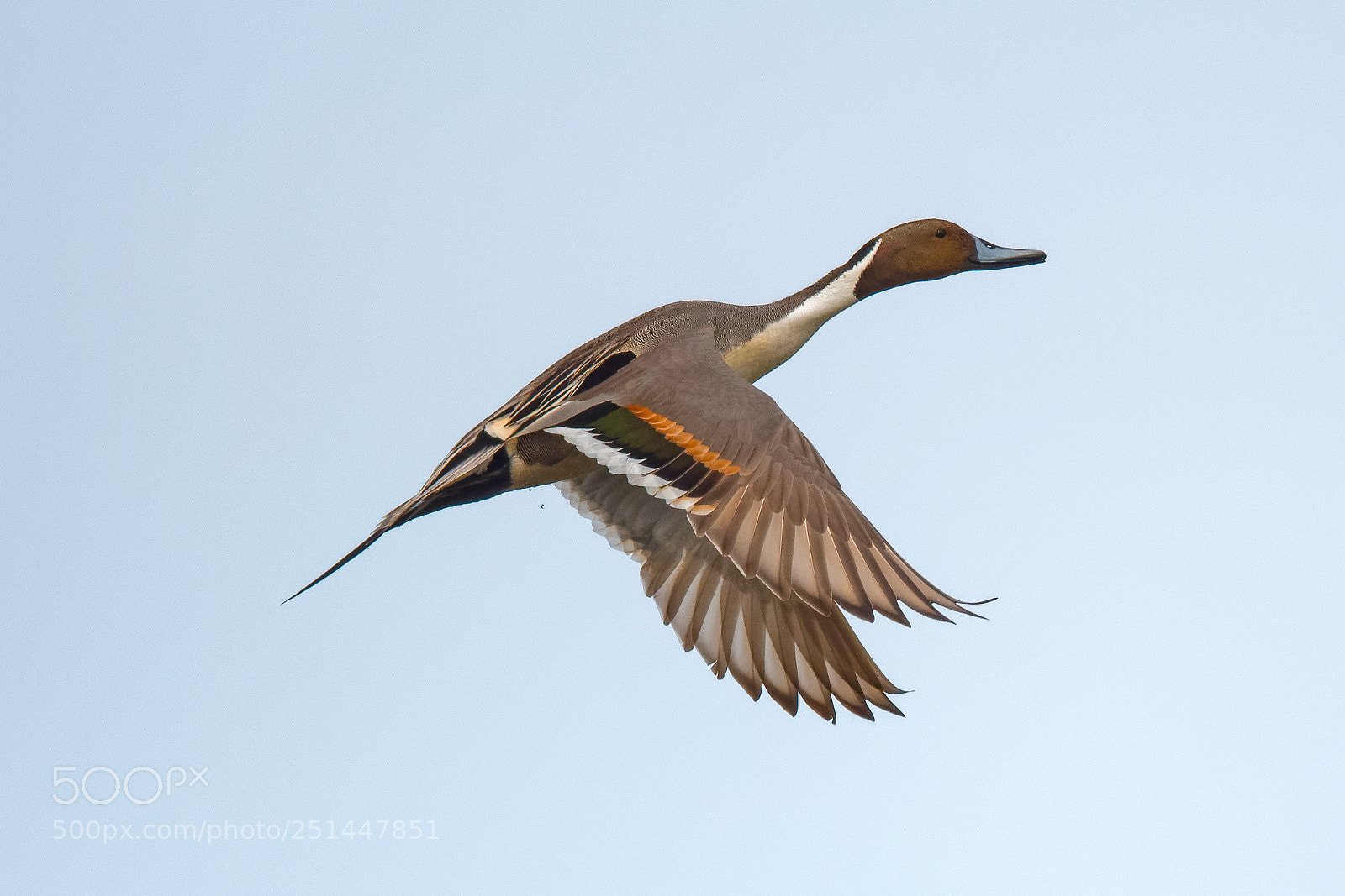 Nikon D500 sample photo. Pintail photography