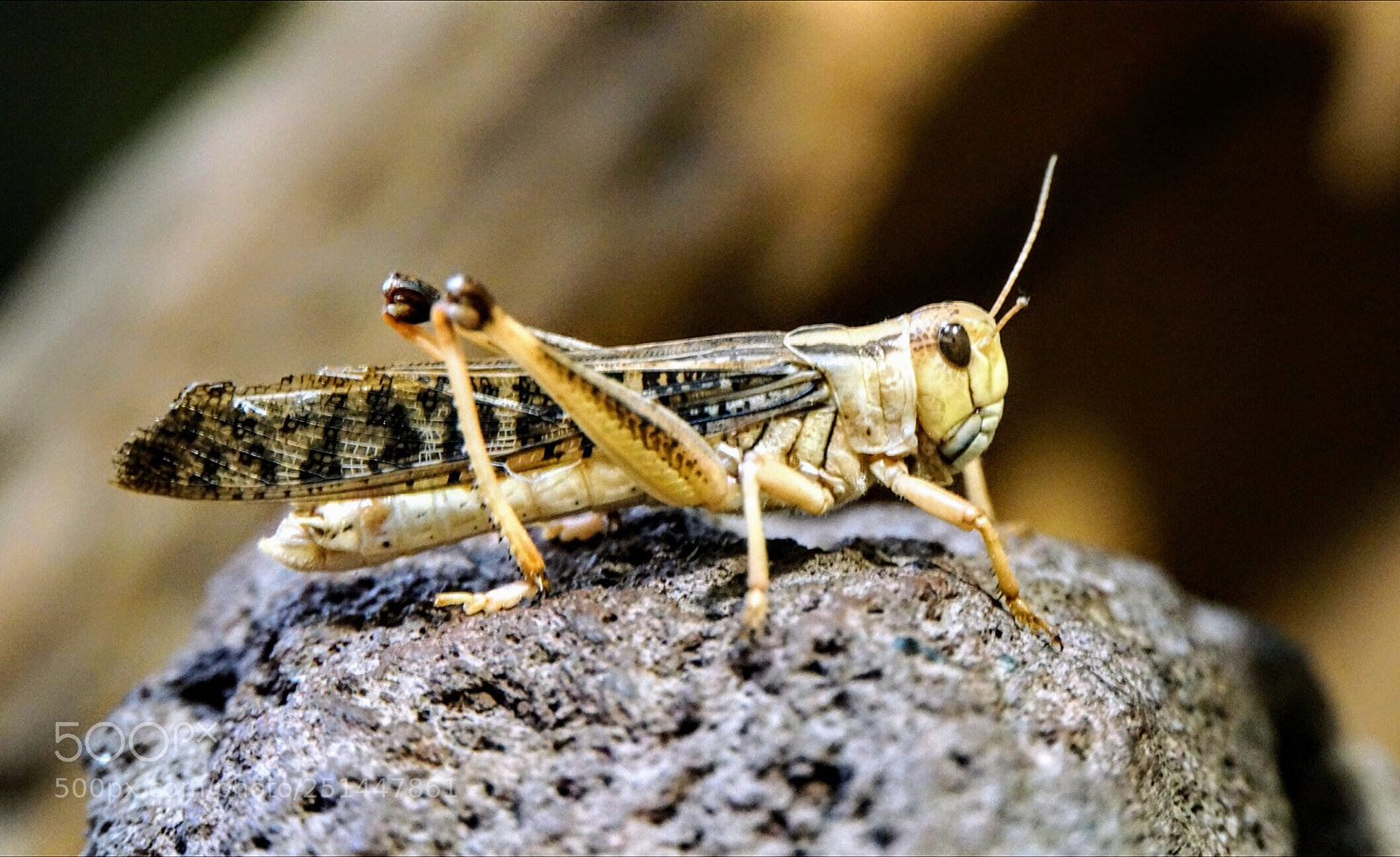 Sony Alpha NEX-5T sample photo. Flip photography