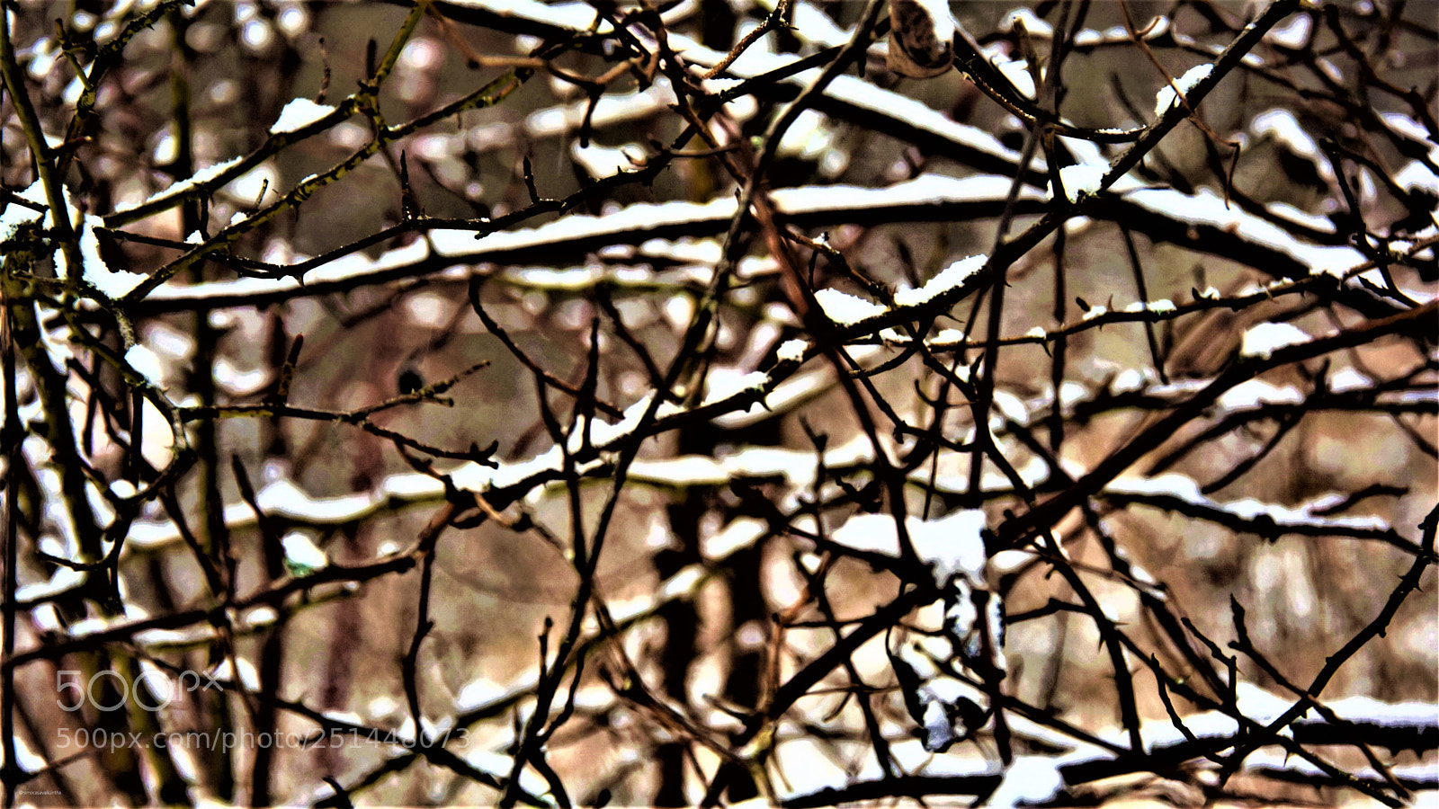 Nikon D3300 sample photo. Brambles photography
