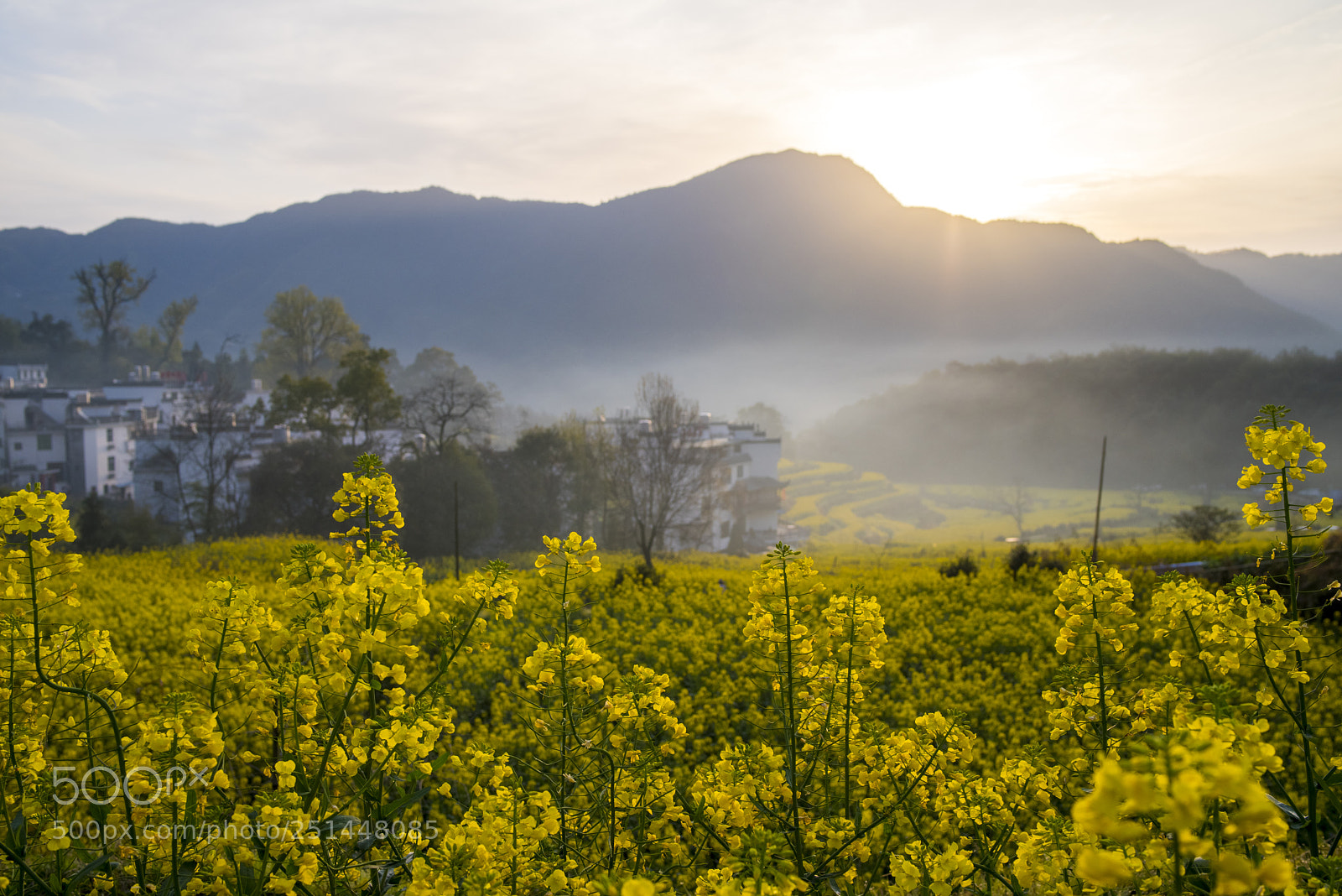 Pentax K-1 sample photo. Flowers photography