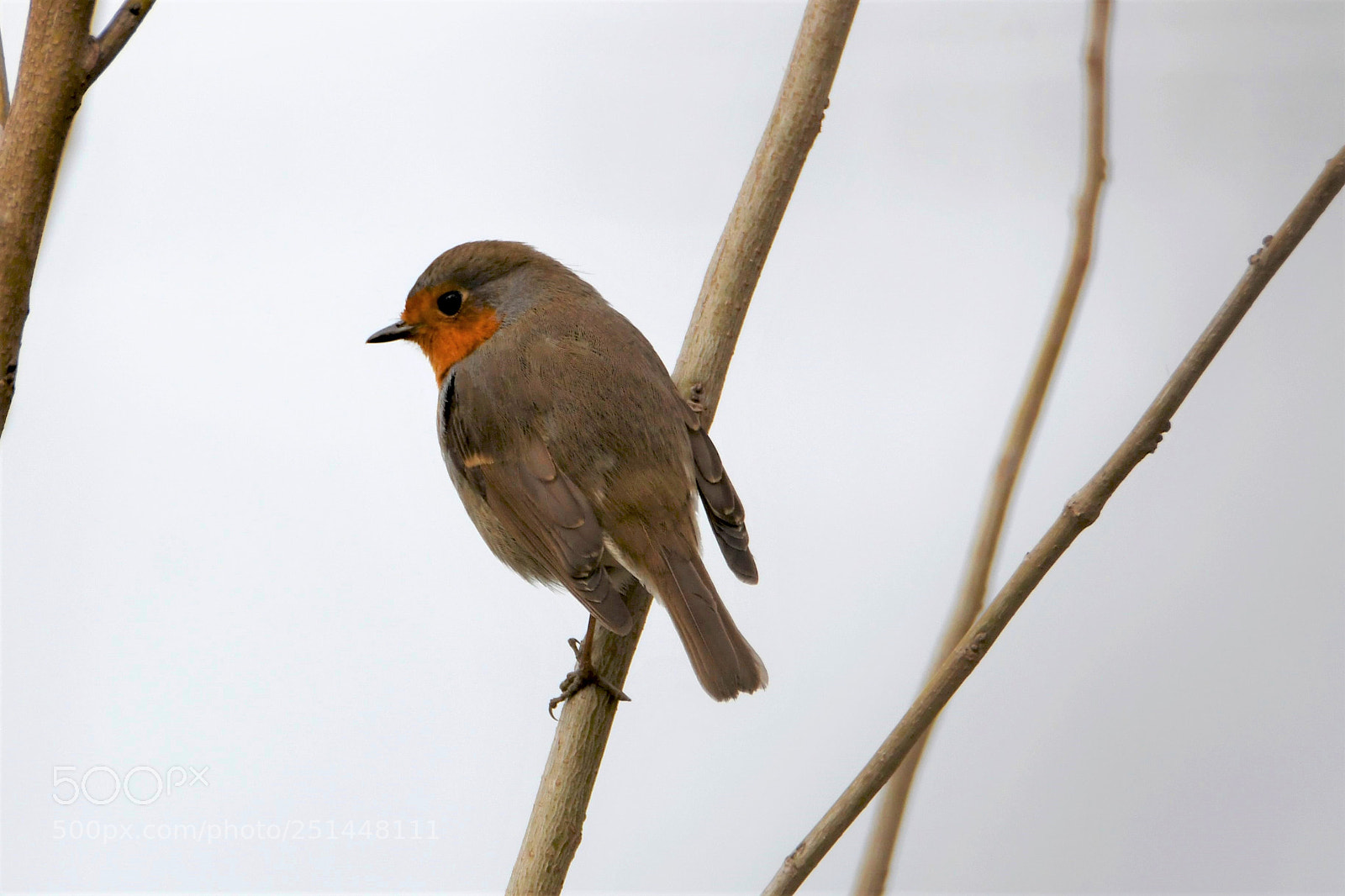 Nikon D7500 sample photo. Little beautiful robin photography