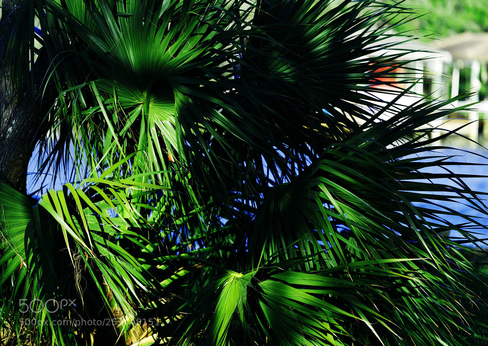 Nikon D810 sample photo. In the shade photography