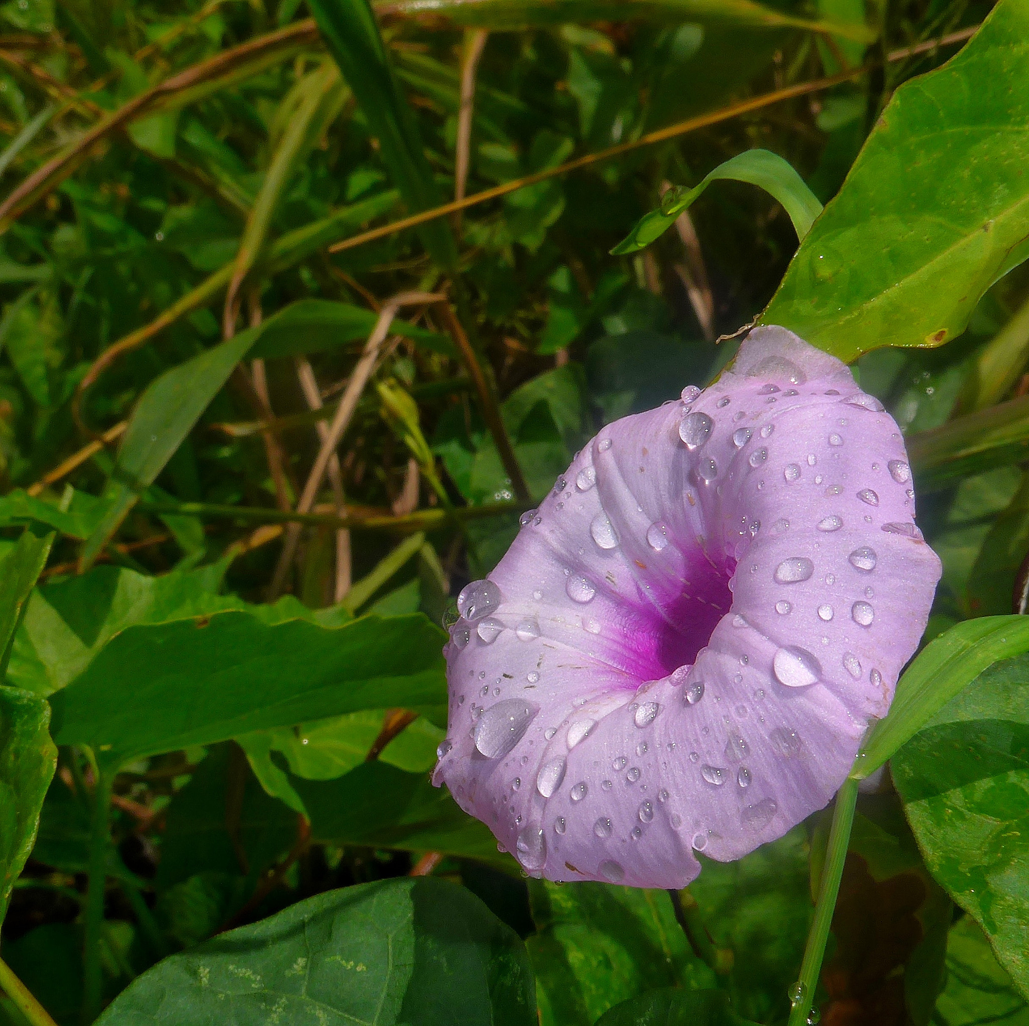 Panasonic Lumix DMC-LF1 sample photo. After rain photography