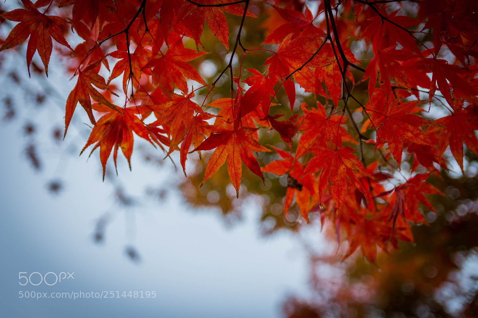 Canon EOS 700D (EOS Rebel T5i / EOS Kiss X7i) sample photo. Leaves from south korea photography