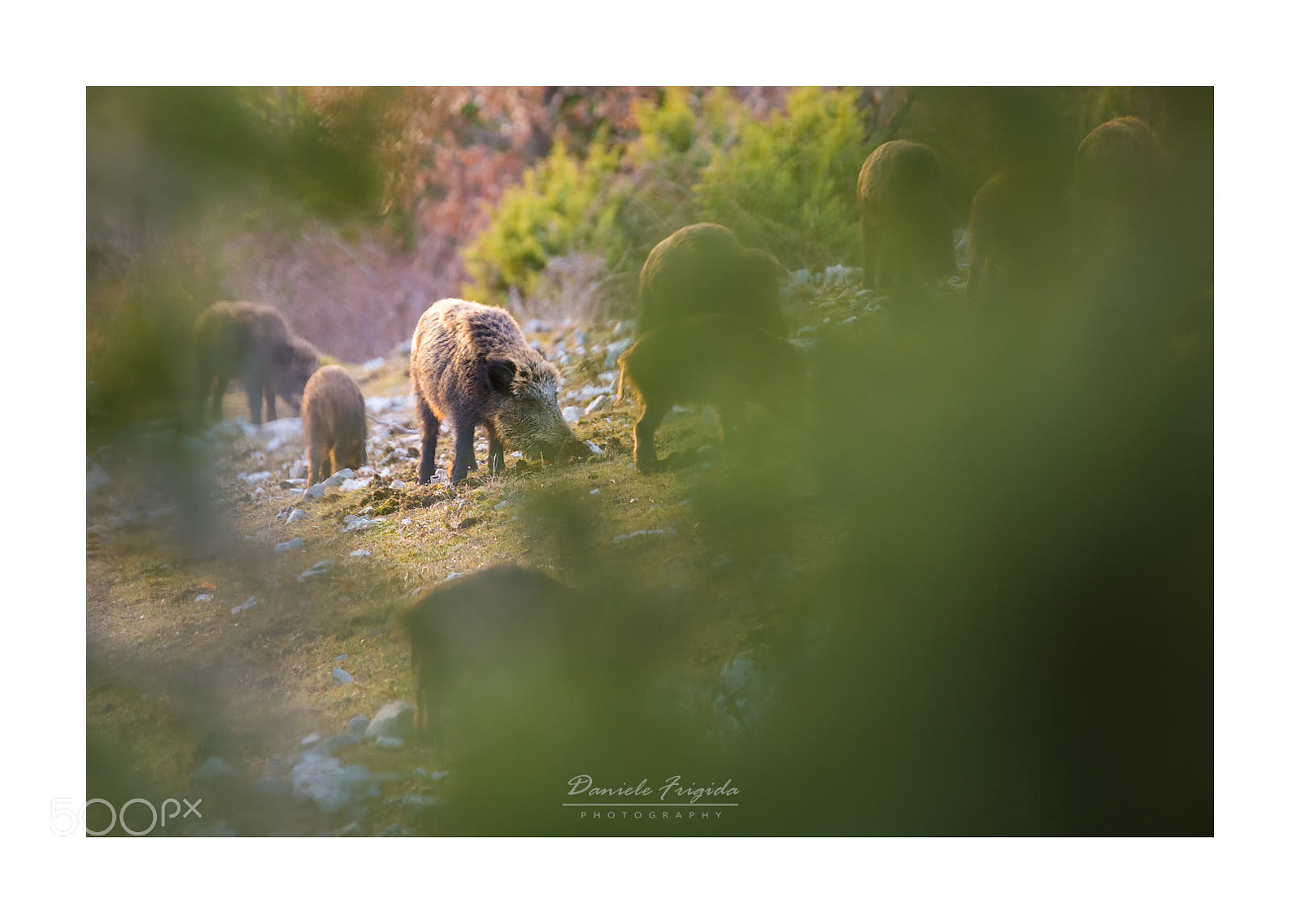 Nikon D610 sample photo. Cinghiali (sus scrofa) photography