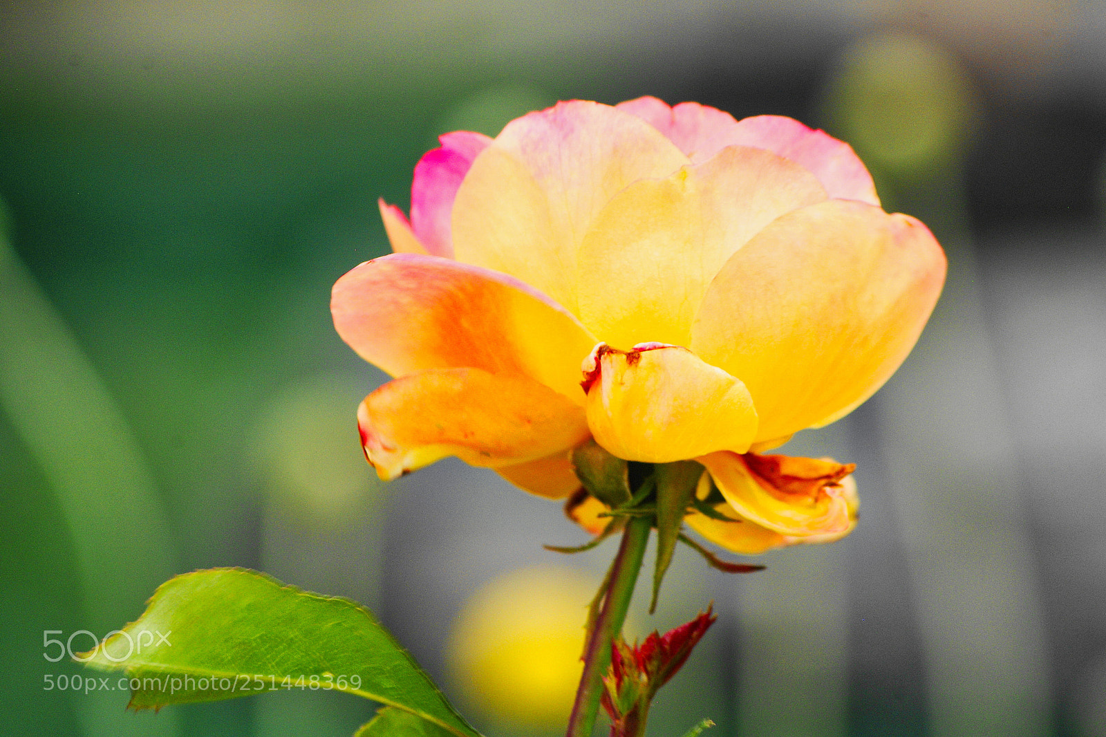 Pentax K200D sample photo. Prize flower photography