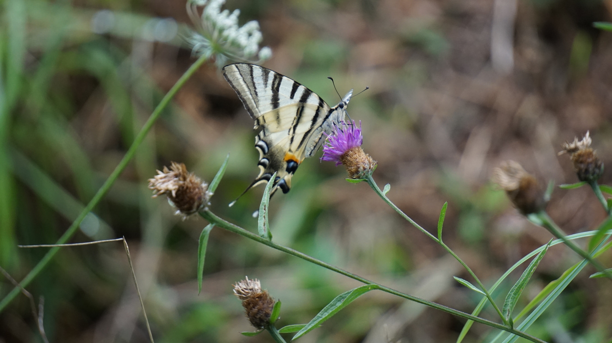 Sony E 55-210mm F4.5-6.3 OSS sample photo. Scarce swallowtai photography