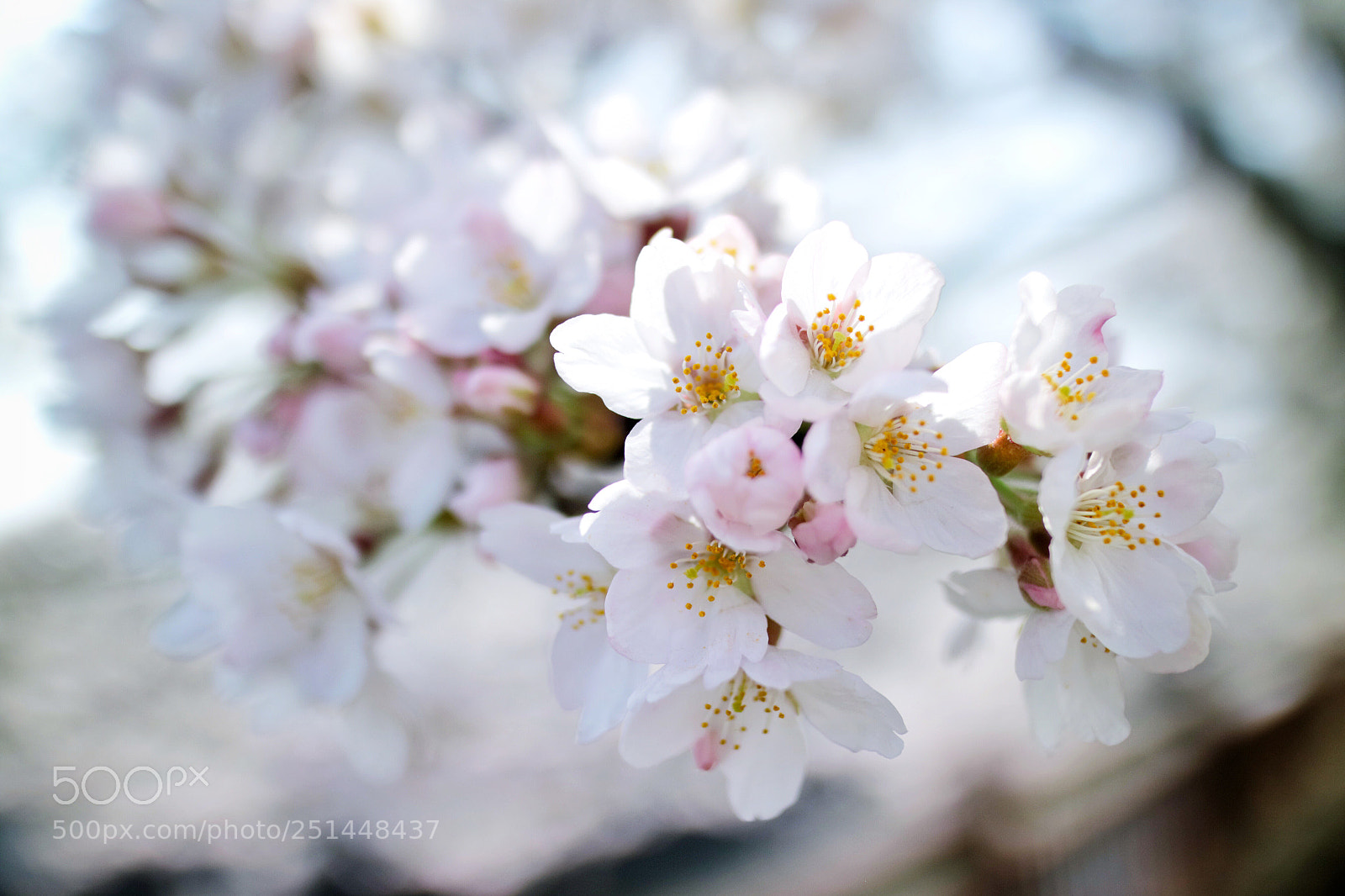 Canon EOS M3 sample photo. Cherry blossoms 2018 - 03 photography