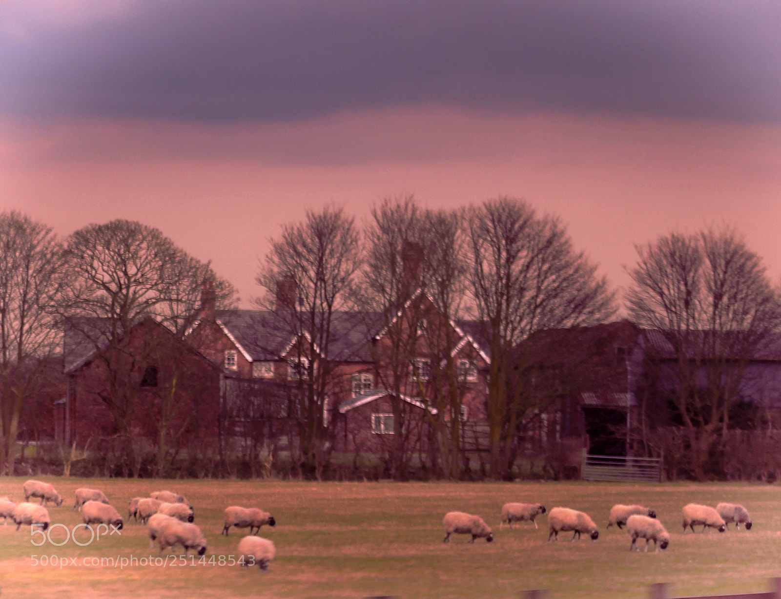 Canon EOS 700D (EOS Rebel T5i / EOS Kiss X7i) sample photo. Sheep farm photography