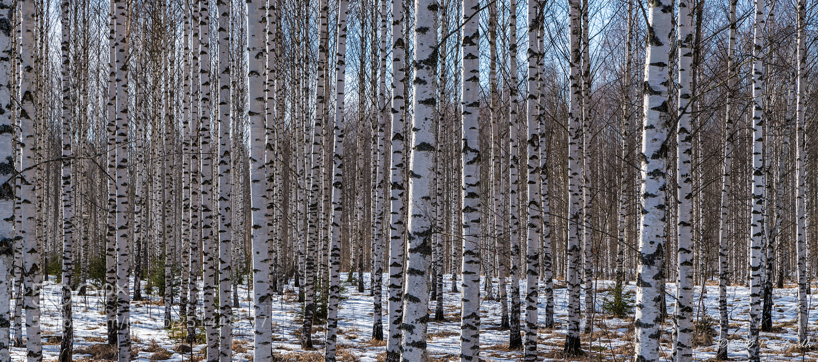 Nikon D850 sample photo. Forrest photography