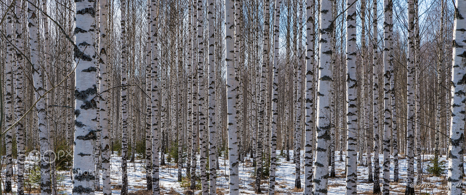 Nikon D850 sample photo. Birch trees photography