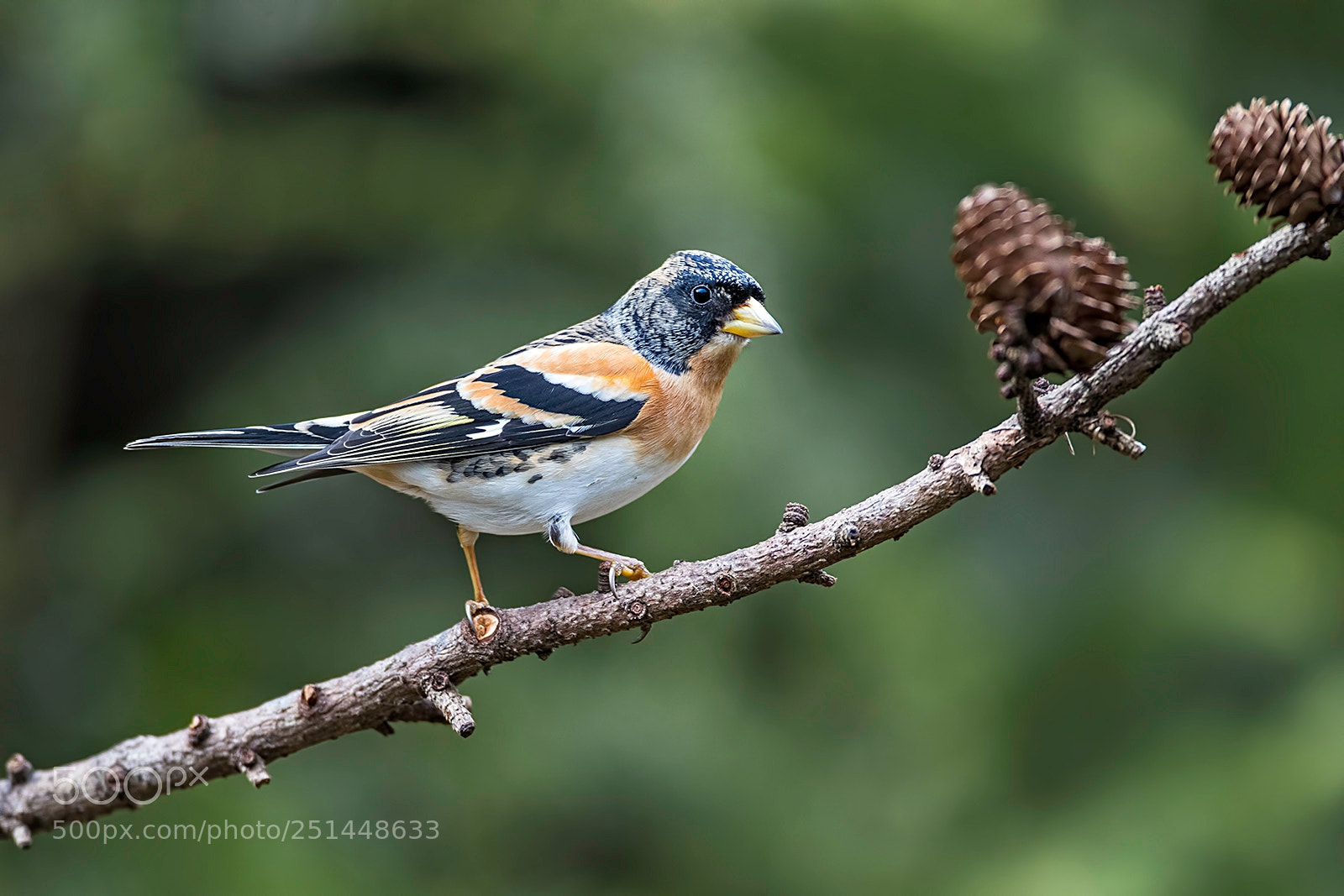 Canon EOS-1D X Mark II sample photo. Brambling photography