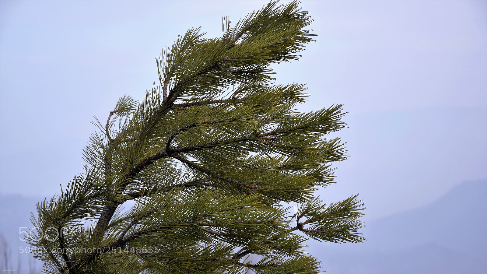 Nikon D3300 sample photo. Tree in the wind photography