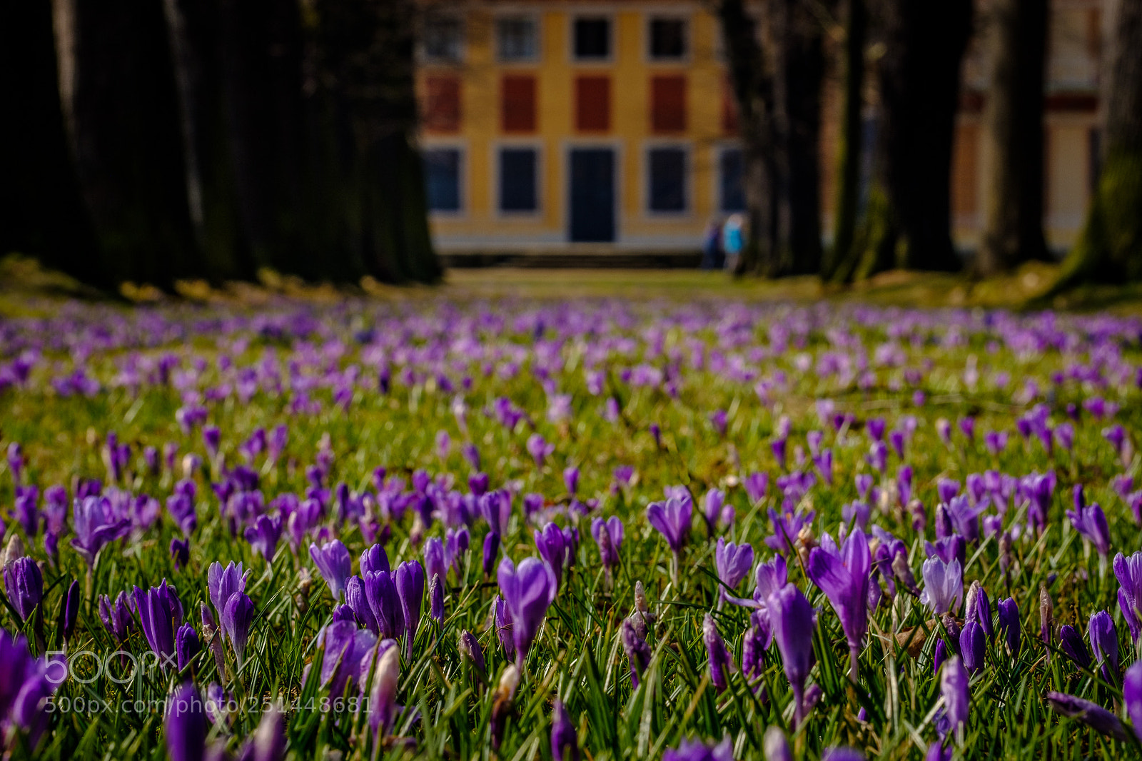 Fujifilm X-T2 sample photo. Purple carpet photography