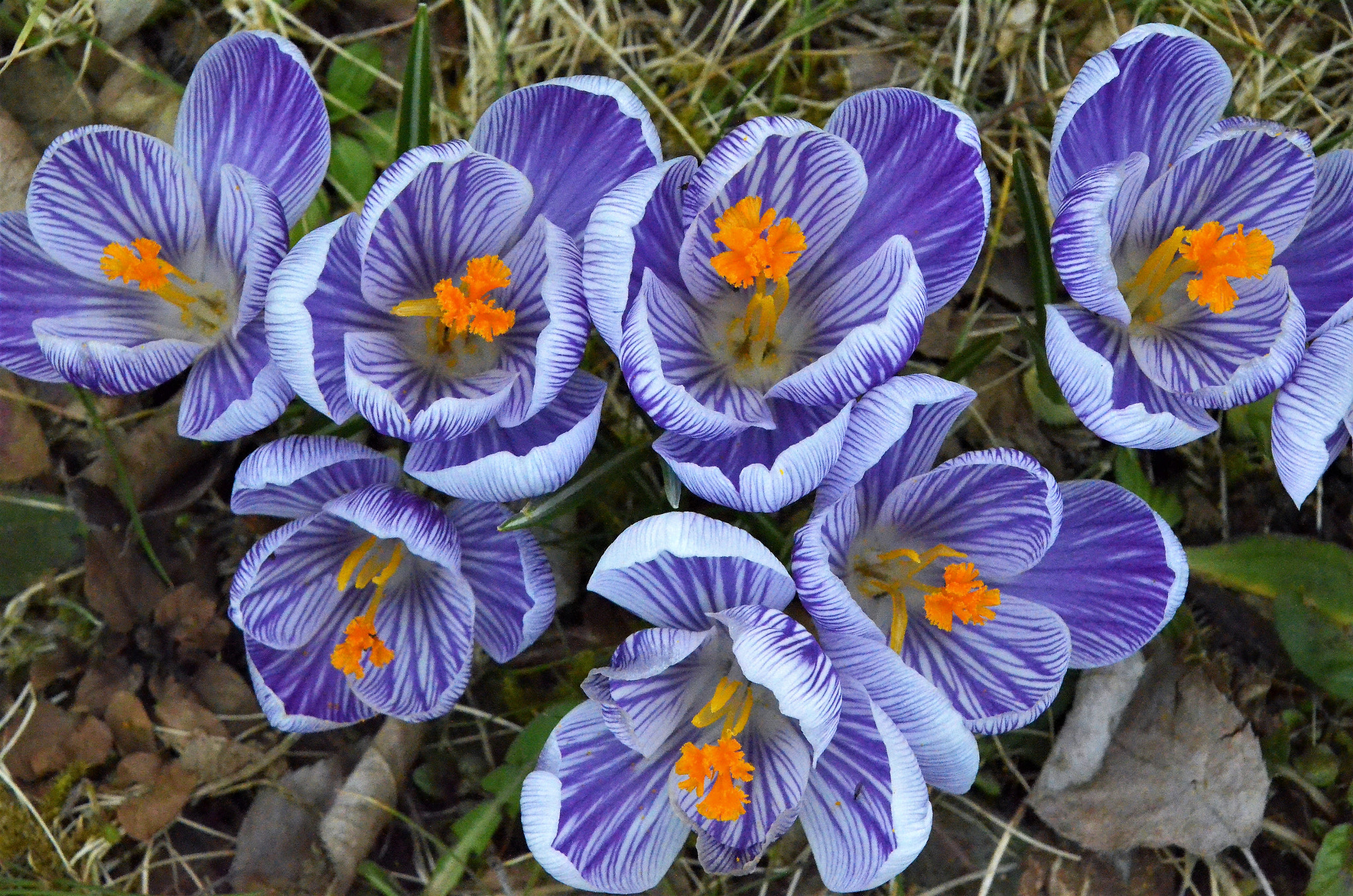 Nikon D5100 sample photo. Frühlings blumen photography