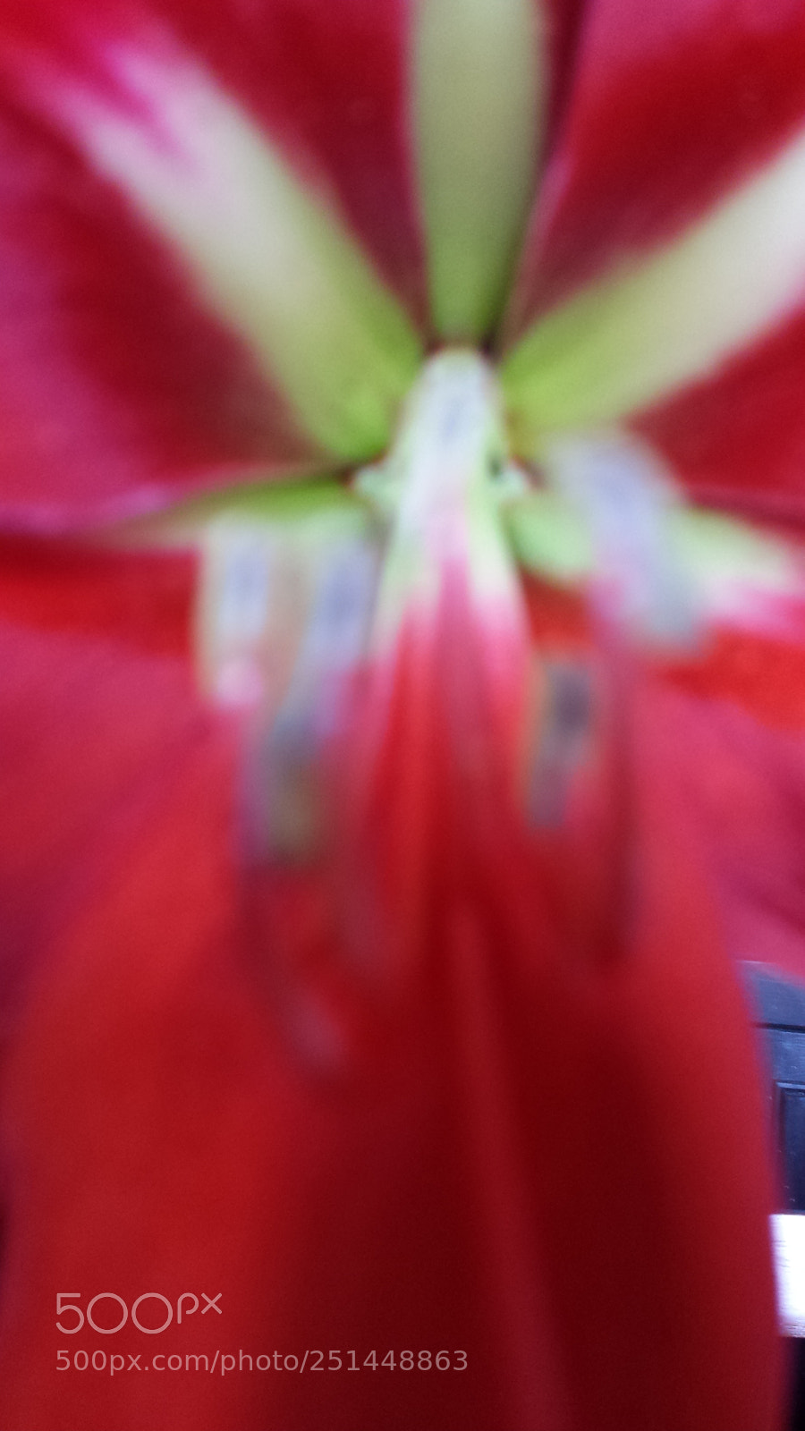 Samsung Galaxy S4 sample photo. Amaryllis photography