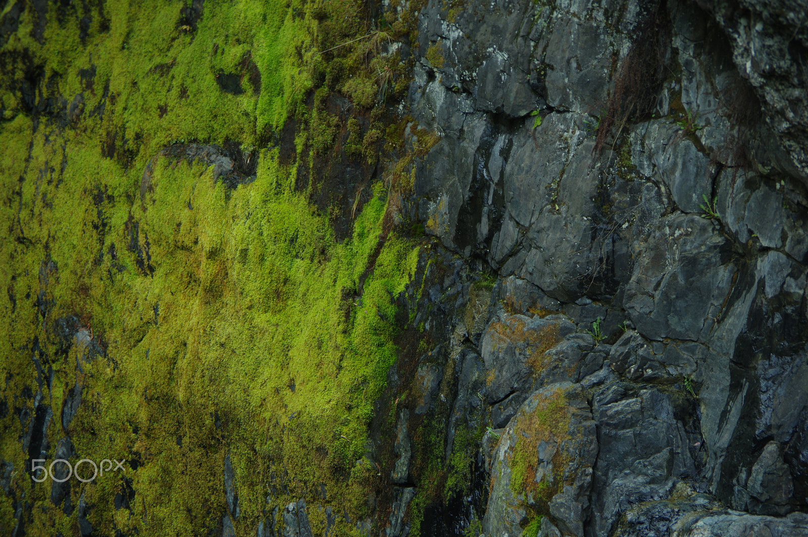 Pentax K-3 sample photo. Black and green photography