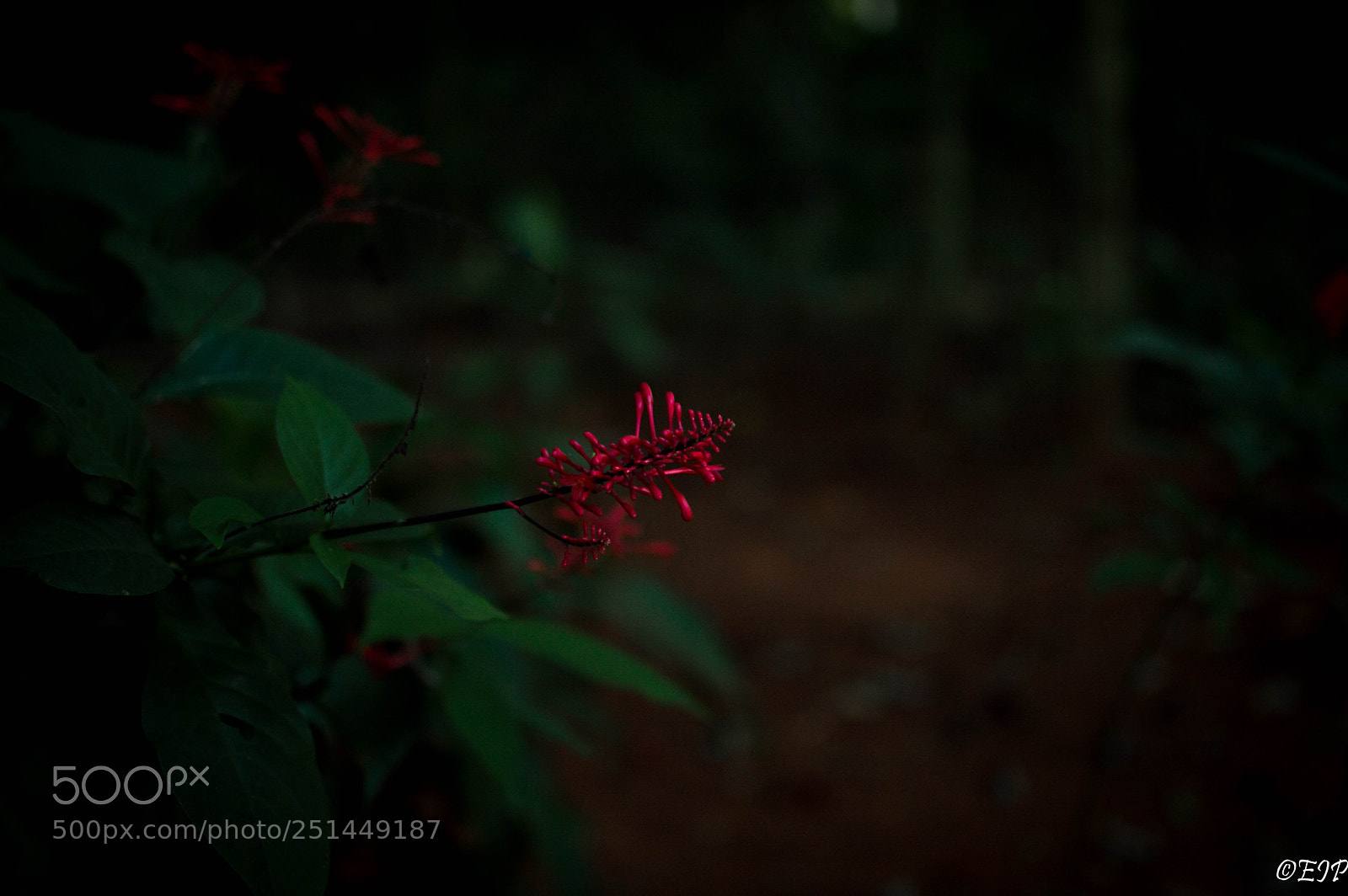 Nikon D3200 sample photo. Botanical garden vi photography