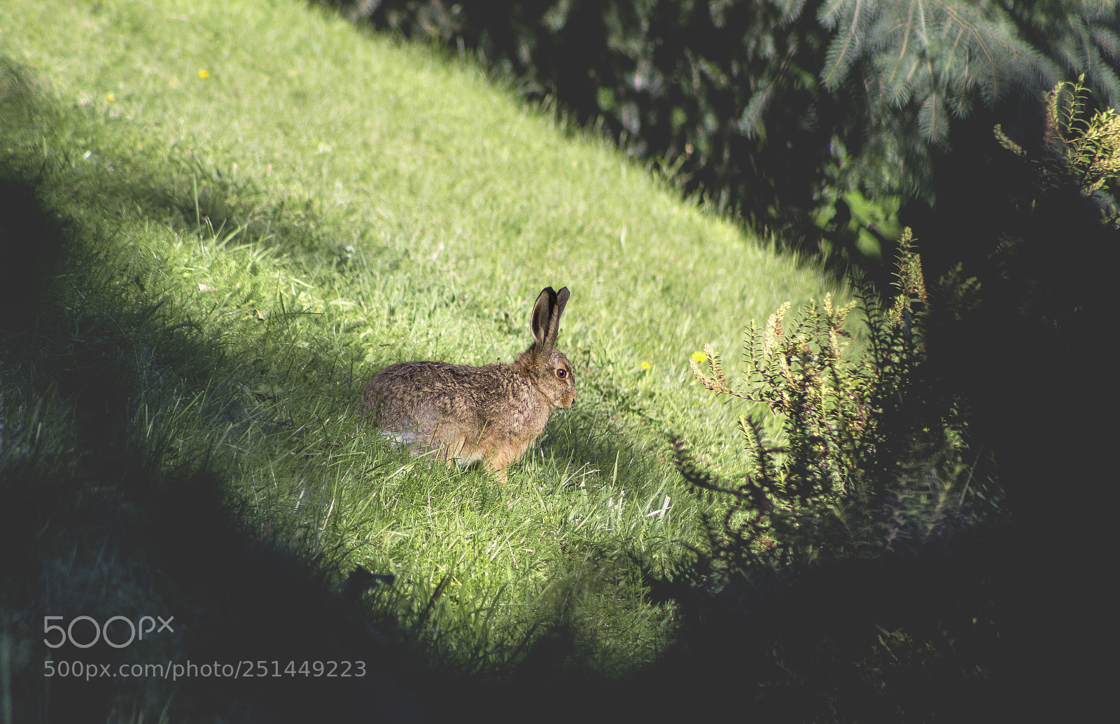 Canon EOS 1200D (EOS Rebel T5 / EOS Kiss X70 / EOS Hi) sample photo. Rabbit photography