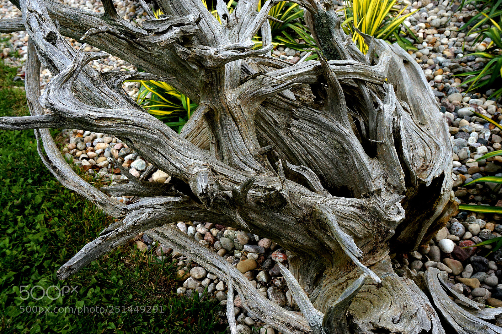 Sony Alpha NEX-6 sample photo. Sinuous photography
