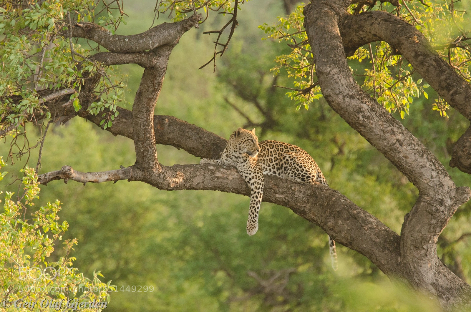 Nikon D7000 sample photo. Leopard in a tree photography