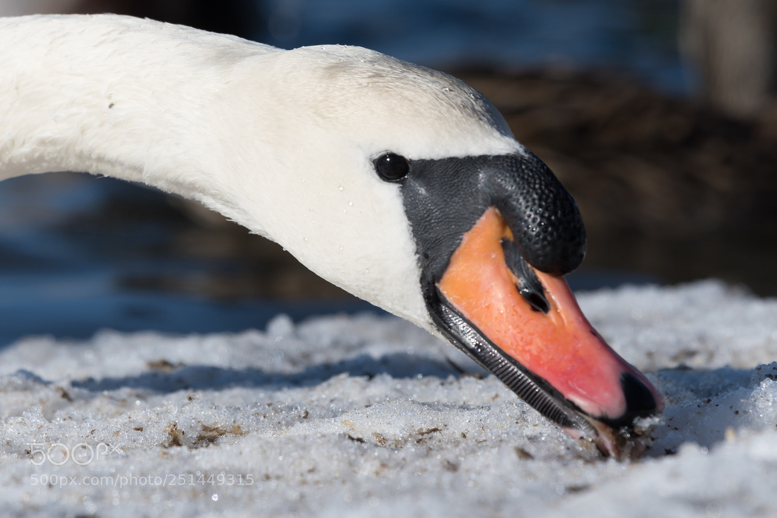 Nikon D7500 sample photo. Back from wintervication photography