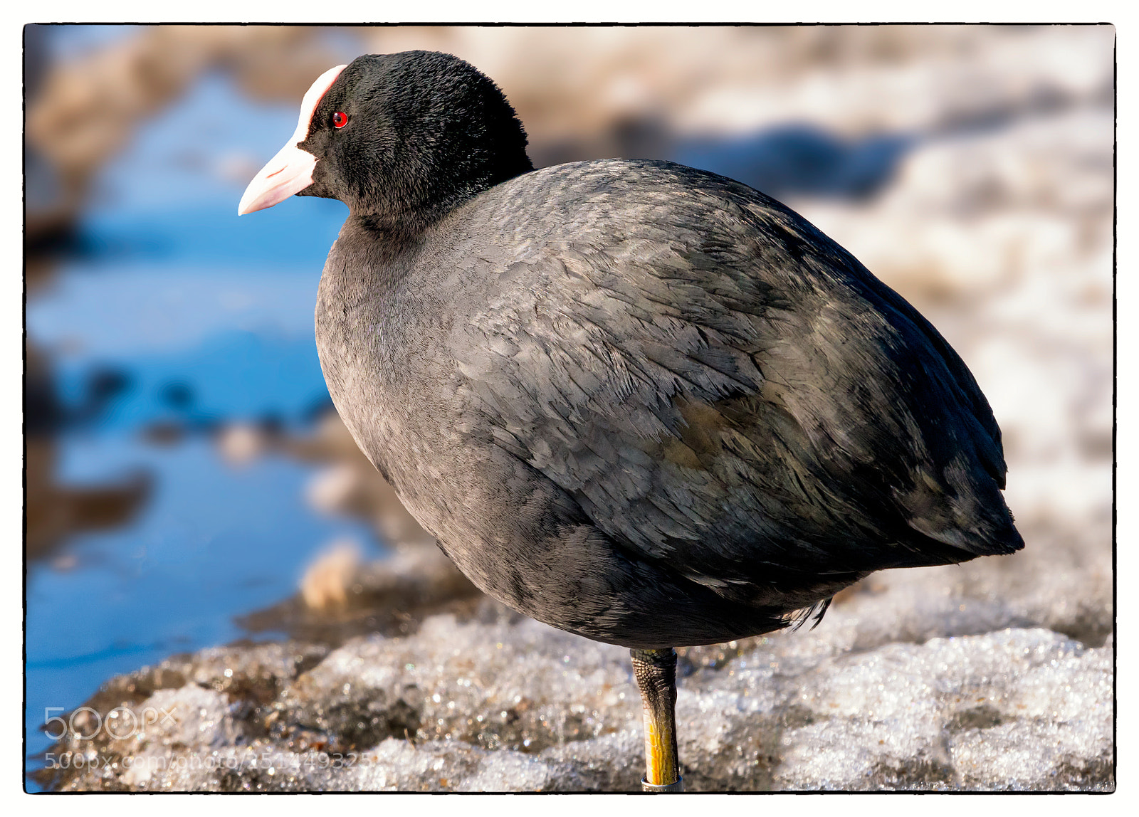 Nikon D7500 sample photo. Coot photography
