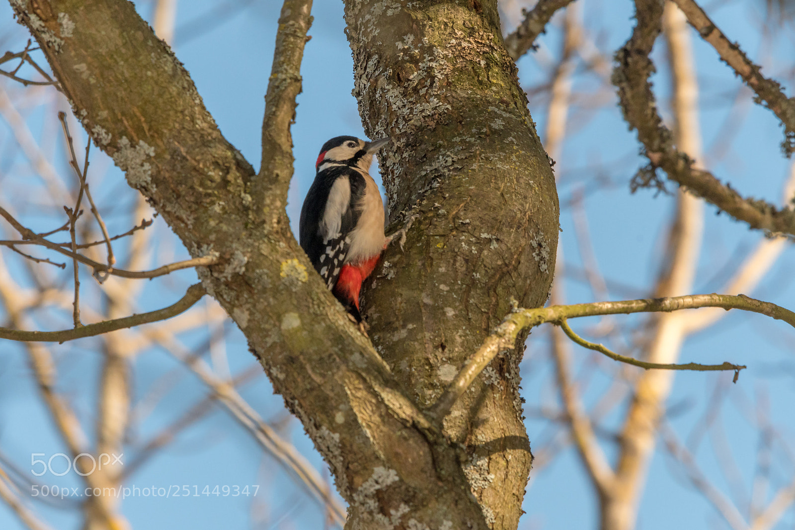Nikon D7500 sample photo. Bird photography