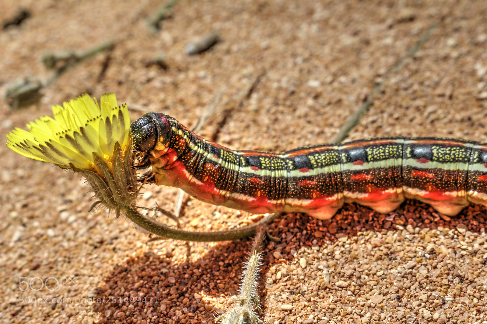 Canon EOS 700D (EOS Rebel T5i / EOS Kiss X7i) sample photo. Hungry caterpillar i photography