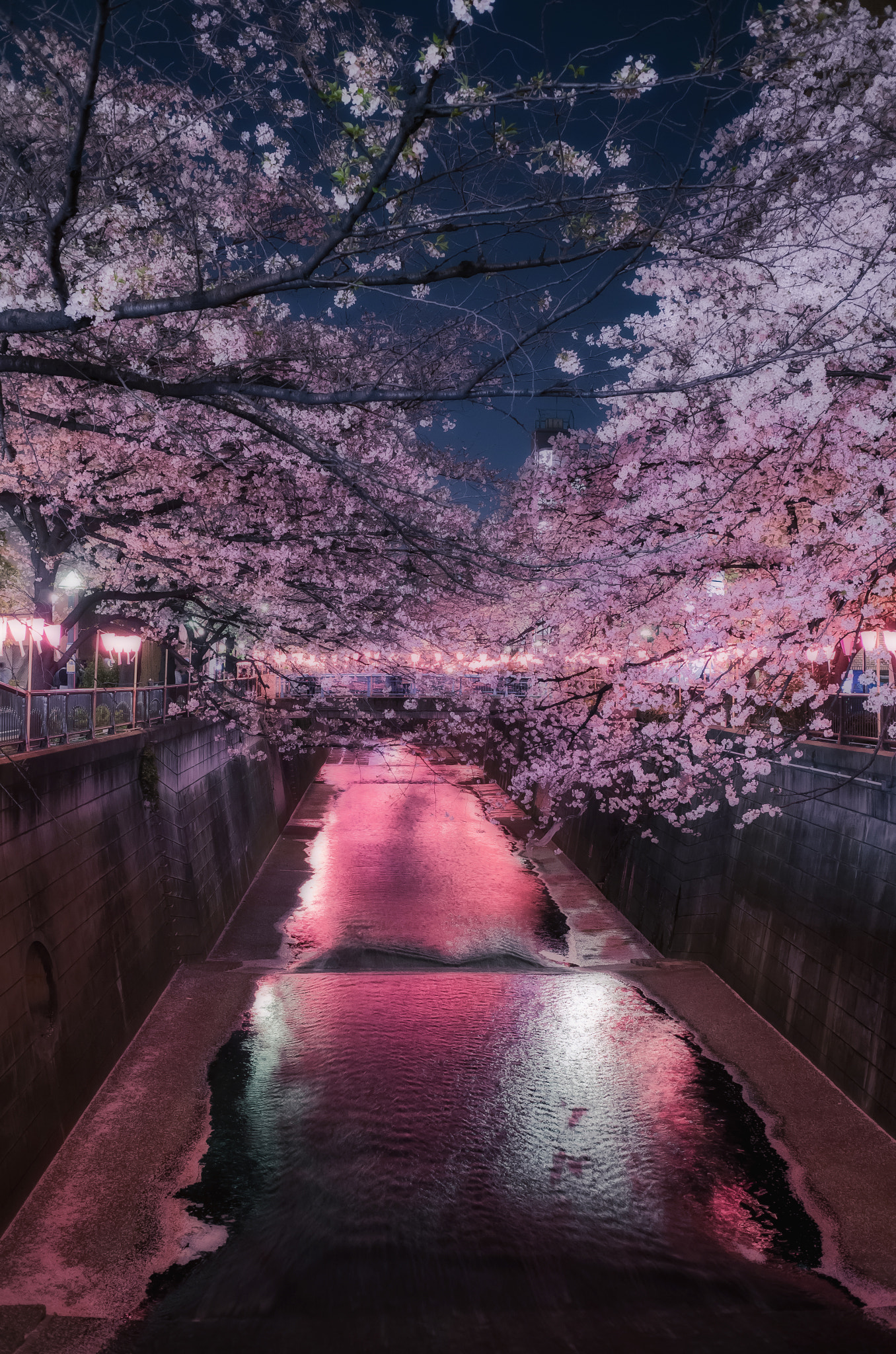 Leica X2 sample photo. Night cherry blossom photography