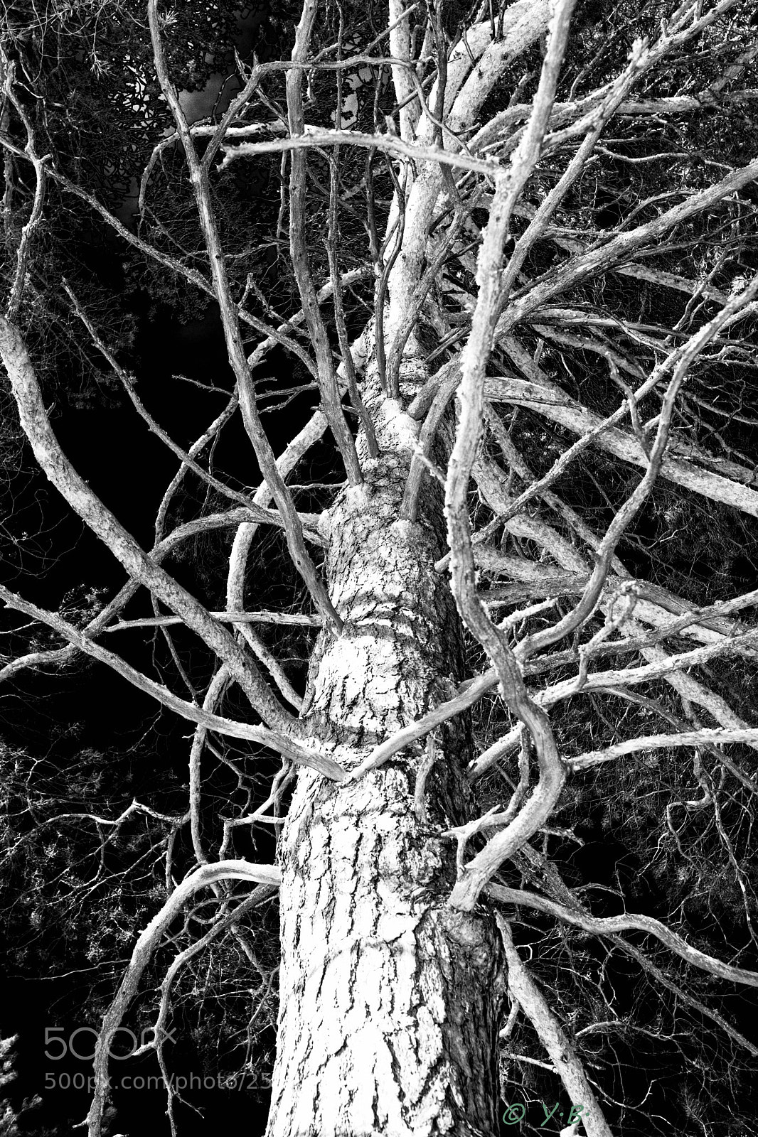 Pentax K-70 sample photo. Pine tree photography