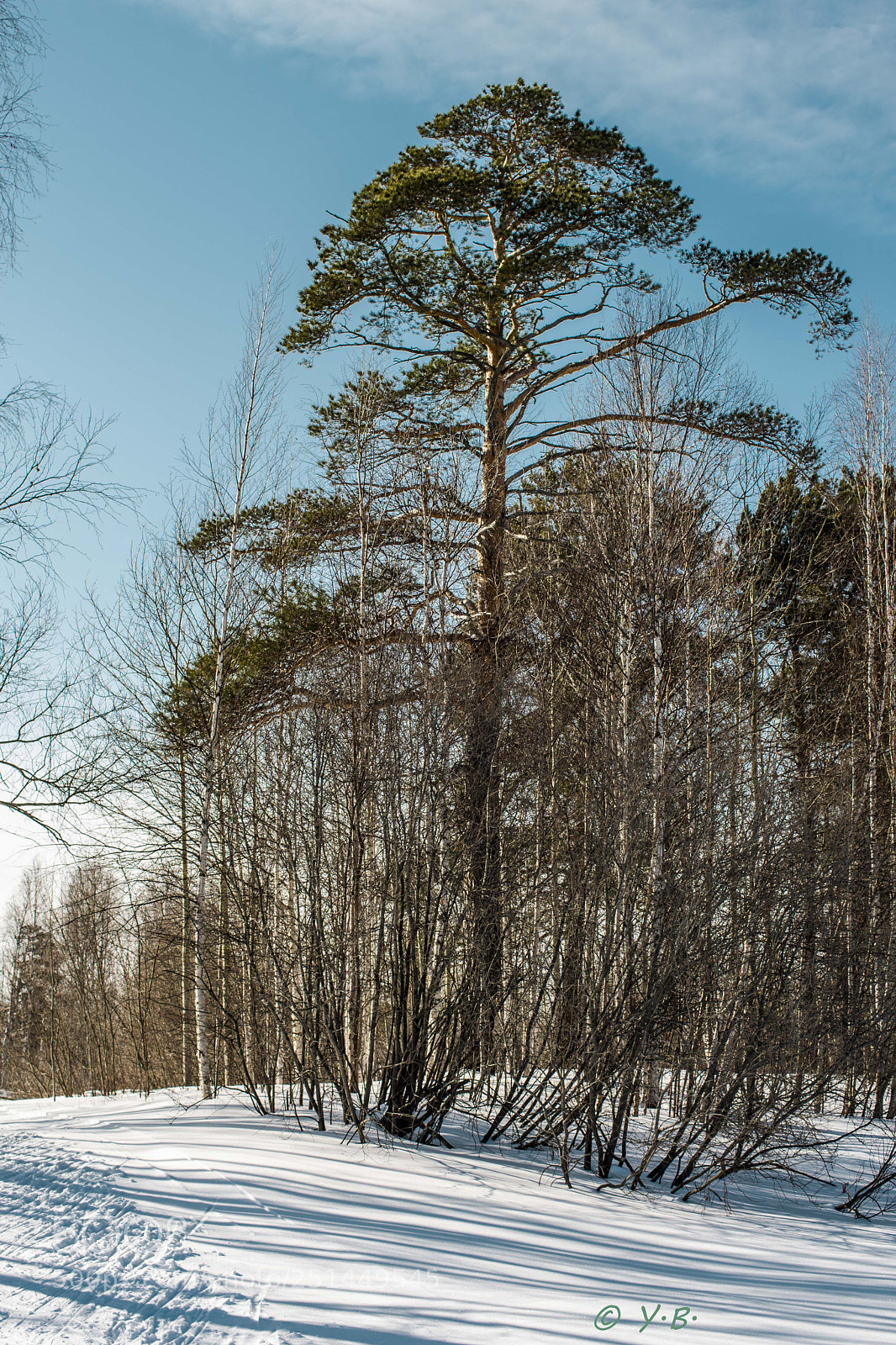 Pentax K-70 sample photo. Pine tree photography