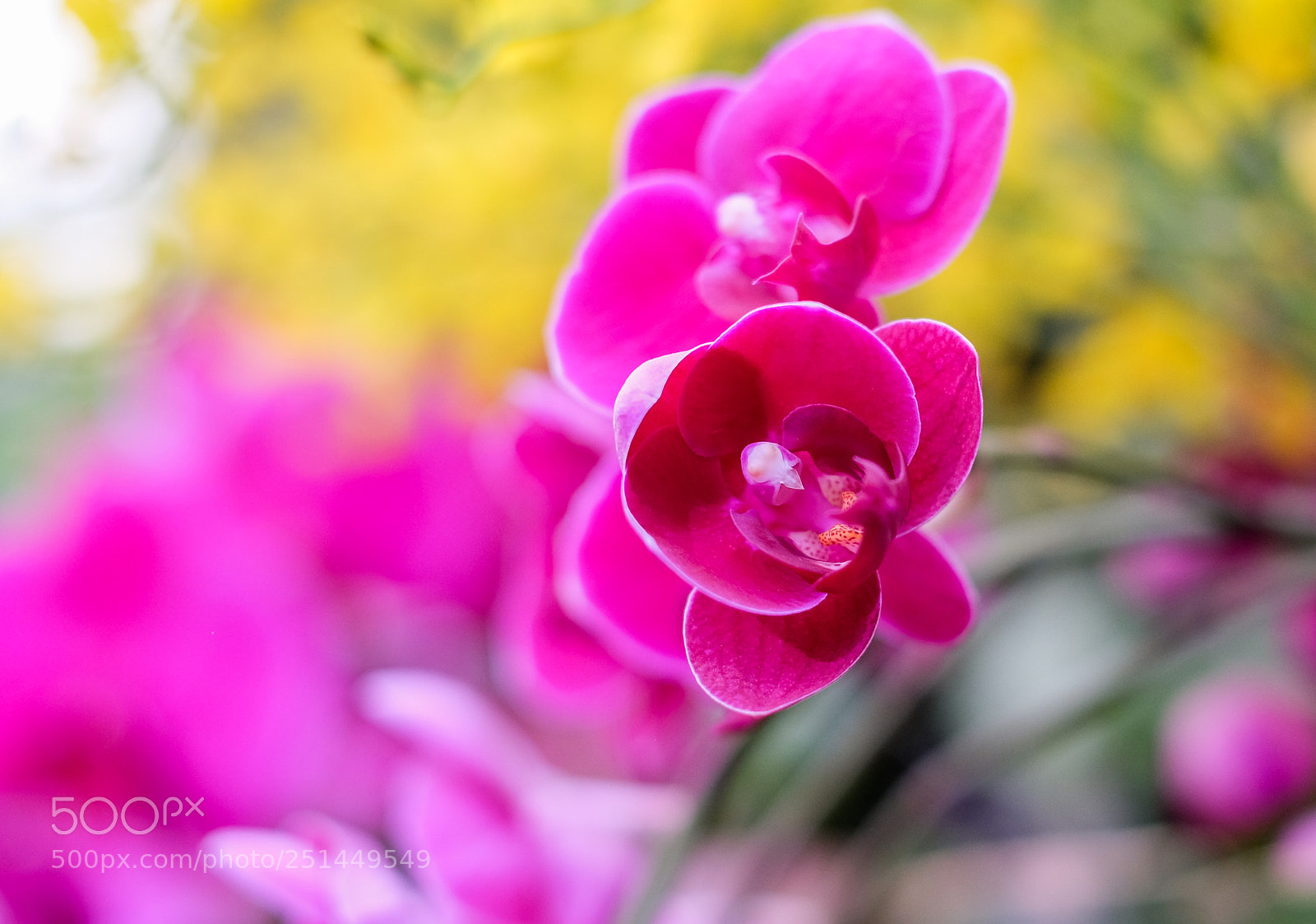 Fujifilm X-T1 sample photo. Orchid photography