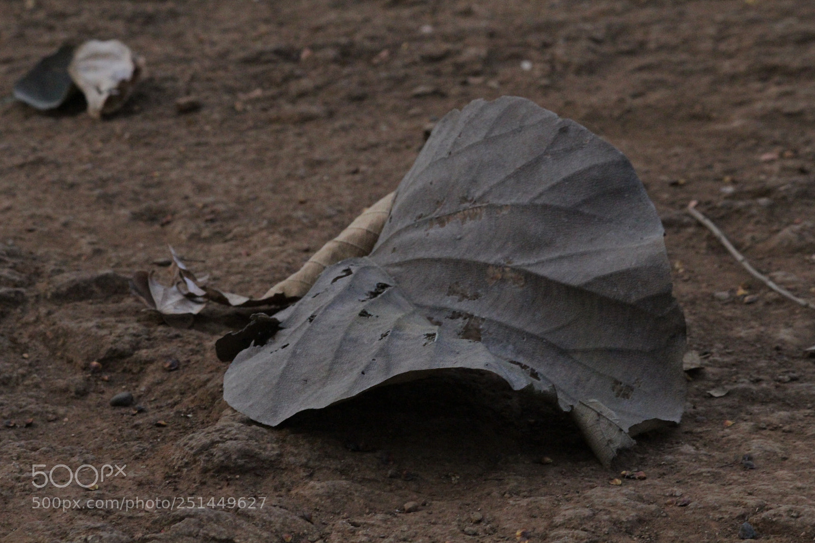 Canon EF-S 55-250mm F4-5.6 IS II sample photo. Img photography