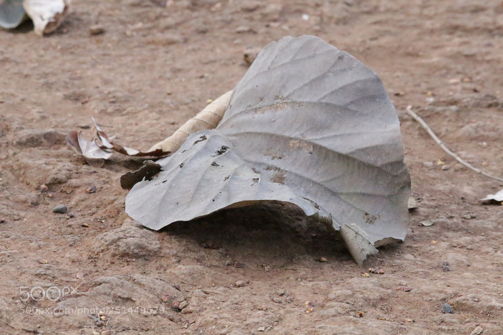 Canon EF-S 55-250mm F4-5.6 IS II sample photo. Img photography