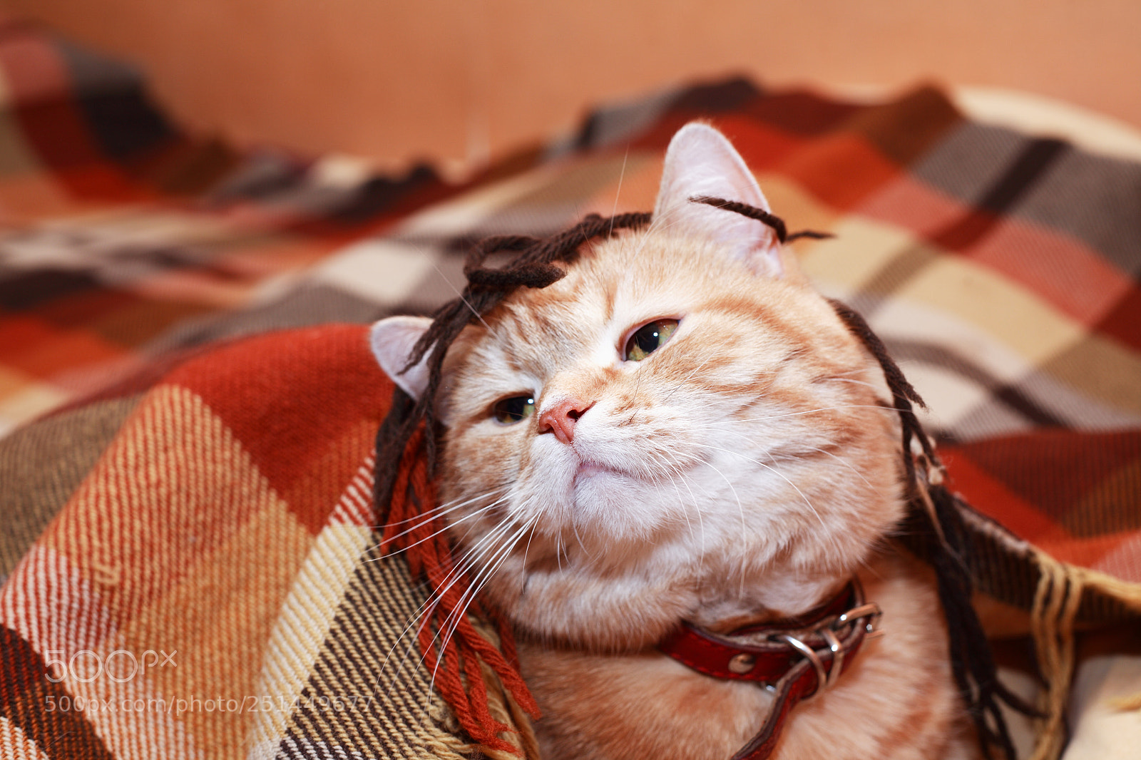 Canon EOS 5D sample photo. Cat under plaid photography