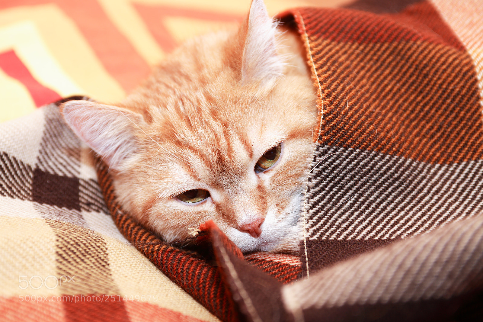 Canon EOS 5D sample photo. Cat under plaid photography