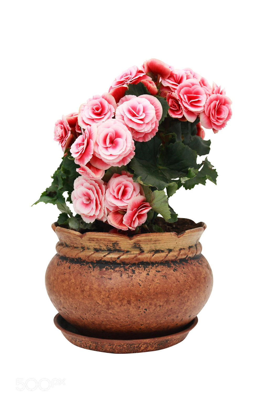 Canon EOS 5D sample photo. Flowers in pot isolated photography