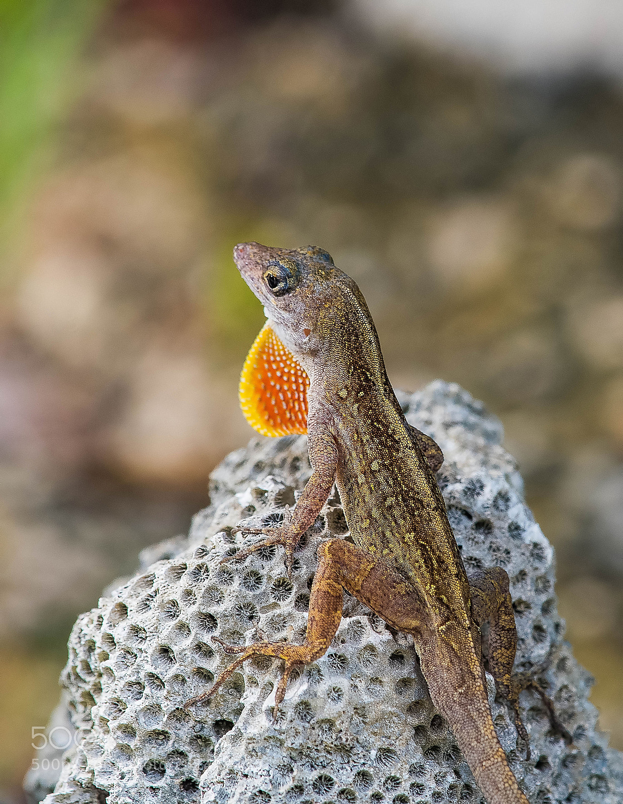 Nikon D500 sample photo. Brown anole yucatan mexico photography