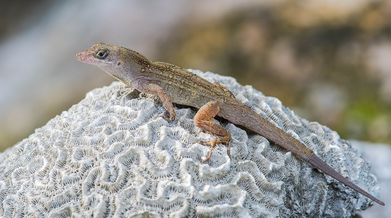 Nikon D500 sample photo. Brown anole yucatan mexico photography